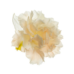 Terry tender peach daffodil flower isolated on white background.