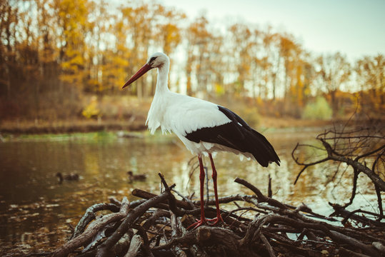 stork in autumn