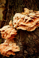 Orange giant tinder growing on the bark of a tree. Botany