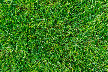 lawn top for sports, soccer, golf and other