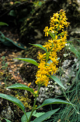 Solidage verge d'or,Solidago virgaurea