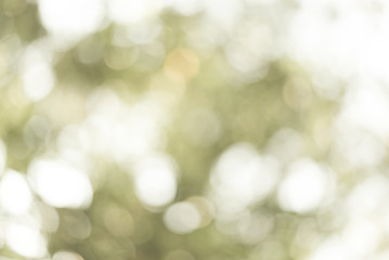 Fototapeta premium green bokeh background abstract