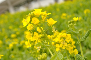 Obraz premium 菜の花3