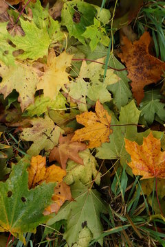 maple leaves on grass