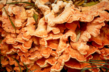 Orange giant tinder growing on the bark of a tree. Botany