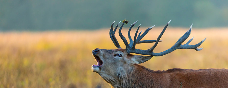 Red deer (Cervus elaphus)