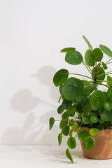 Pilea peperomioides, money plant in the pot. Big plant with babies. Isolated. White background.