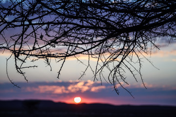Branchages d'acacias sur fond de couché du soleil dans le désert en Namibie - Afrique
