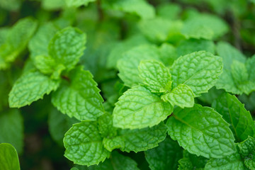 Green mint leaves in plant garden.