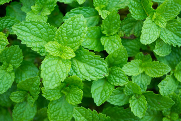Fototapeta na wymiar Green mint leaves in plant garden.