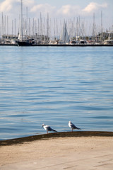 Two seagulls on the coast, sailing boats in the background. Selective focus.