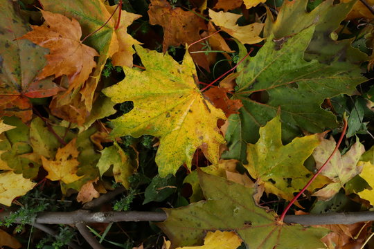maple leaves on grass