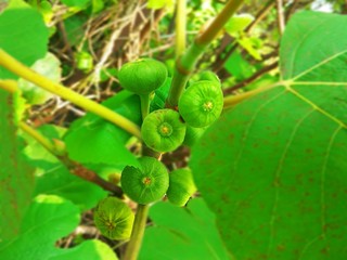 figs on tree