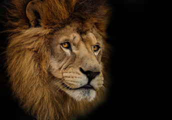 Obraz na płótnie Canvas Detail portrait lion in high quality