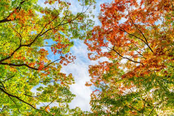 View of blue sky through colorful foliage of fall trees