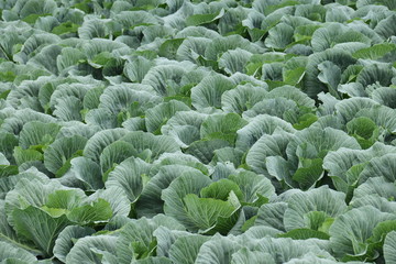 Fototapeta premium Vegetable field in Ushimado,Okayama,Japan