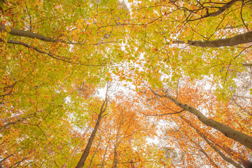 Jesień © Marcin Kumorek