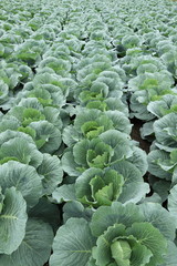 Vegetable field in Ushimado,Okayama,Japan