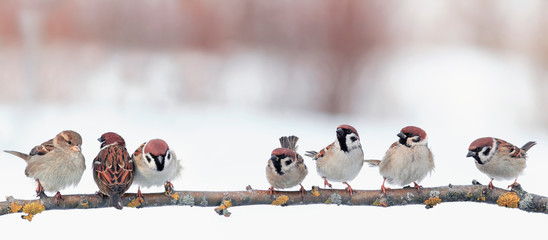 festive panoramic postcard with many little funny birds sparrows sit in the winter garden on a...