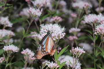 Butterfly and flower in Japan