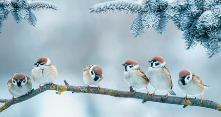  Christmas card with lots of cute little birds, the sparrows sitting in the winter garden under fir branch under snow