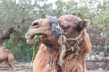 Camel at the Alexandrian Zoo