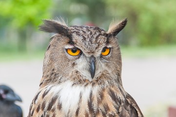 Owl in Russian bird park