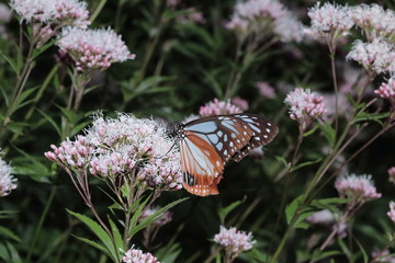 Butterfly and flower in Japan