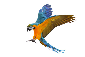 Colorful flying parrot isolated on white, Freedom concept © Passakorn