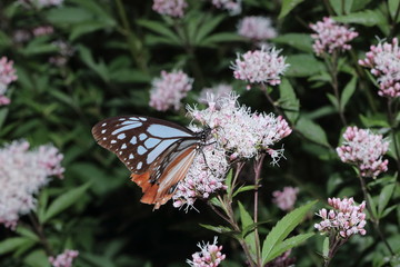 Butterfly and flower in Japan