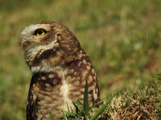 Close-up of a burrowing owl looking to the side on a sunny and bright day. In the background, unfocused green vegetation.