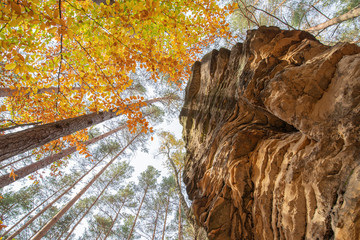 Jesień korony drzew na skale © Marcin Kumorek