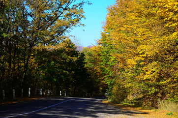 Fototapeta premium Autumn. Fall. Autumnal Park. Autumn Trees and Leaves in sun light