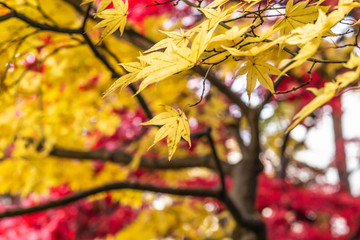 紅葉