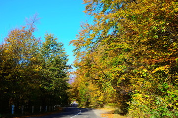 Autumn. Fall. Autumnal Park. Autumn Trees and Leaves in sun light