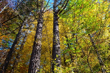 Obraz premium Autumn. Fall. Autumnal Park. Autumn Trees and Leaves in sun light