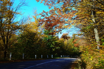 Autumn. Fall. Autumnal Park. Autumn Trees and Leaves in sun light