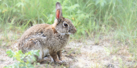 Kaninchen / Hase in den Dünen am Strand von Binz auf Rügen