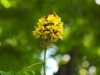 Close-up of a yellow sibipiruna flower (Caesalpinia peltophoroides). Blurred green background, with bokeh effect. Springtime.