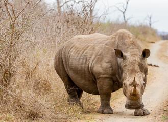 Fototapeta premium The black rhinoceros or hook-lipped rhino (Diceros bicornis) in habitat. Endangered animals of South Africa. 