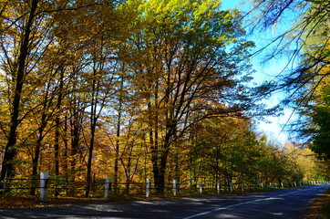 Obraz premium Autumn. Fall. Autumnal Park. Autumn Trees and Leaves in sun light