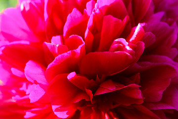 Pink Peony. Beautiful garden flowers, summer background, wallpaper.