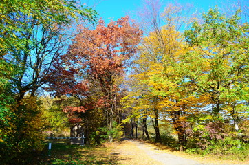 Autumn. Fall. Autumnal Park. Autumn Trees and Leaves in sun light