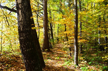 Obraz premium Autumn. Fall. Autumnal Park. Autumn Trees and Leaves in sun light