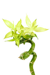 Fresh green bamboo branch isolated on white background