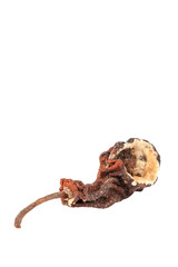 Rotten pear isolated on a white background