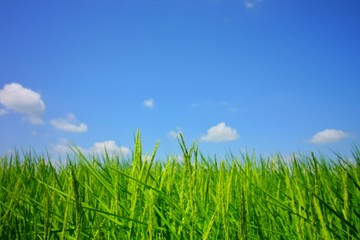 green grass and blue sky