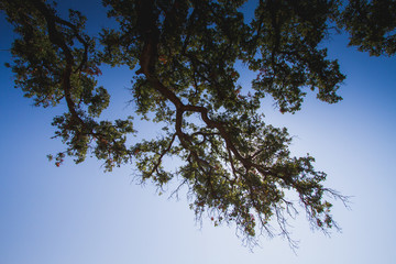 tree and blue sky