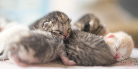 Newborn kittens sleeping, cute baby animals sleep