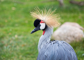 Fototapeta premium Crowned Crane. It is a large bird, leading a sedentary lifestyle in West and East Africa. The bird is one of Uganda's national symbols and is depicted on its national flag and coat of arms.